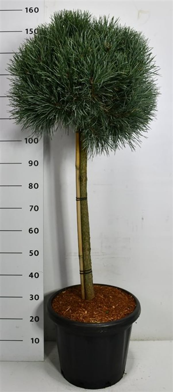 Tall – Pinus sylvestris 'Watereri' - C25 80 cm. Stam