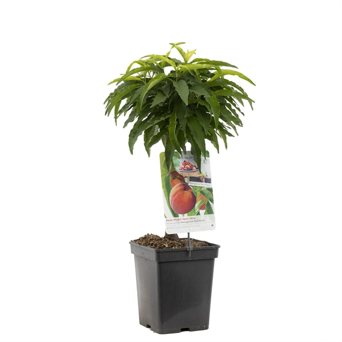 Persika – Prunus persica &