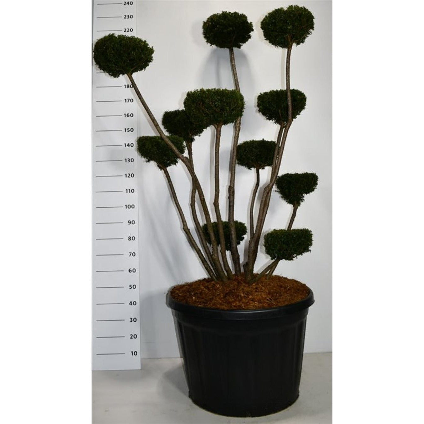 Hybrididegran – Taxus media 'Hicksii' - 175-200 CM Bonsai Cont.