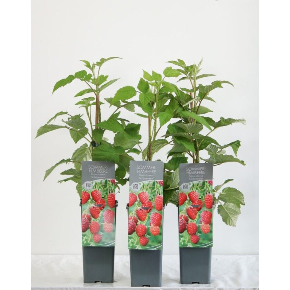 Hallon – Rubus idaeus 'Schönemann' - C2 30-40 CM