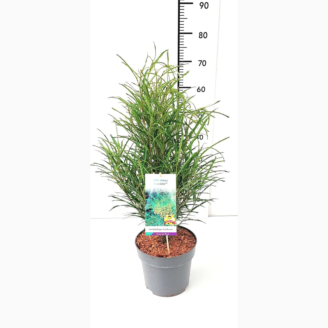 Brakved – Frangula alnus 'Fine Line'® - C5 60-80 CM