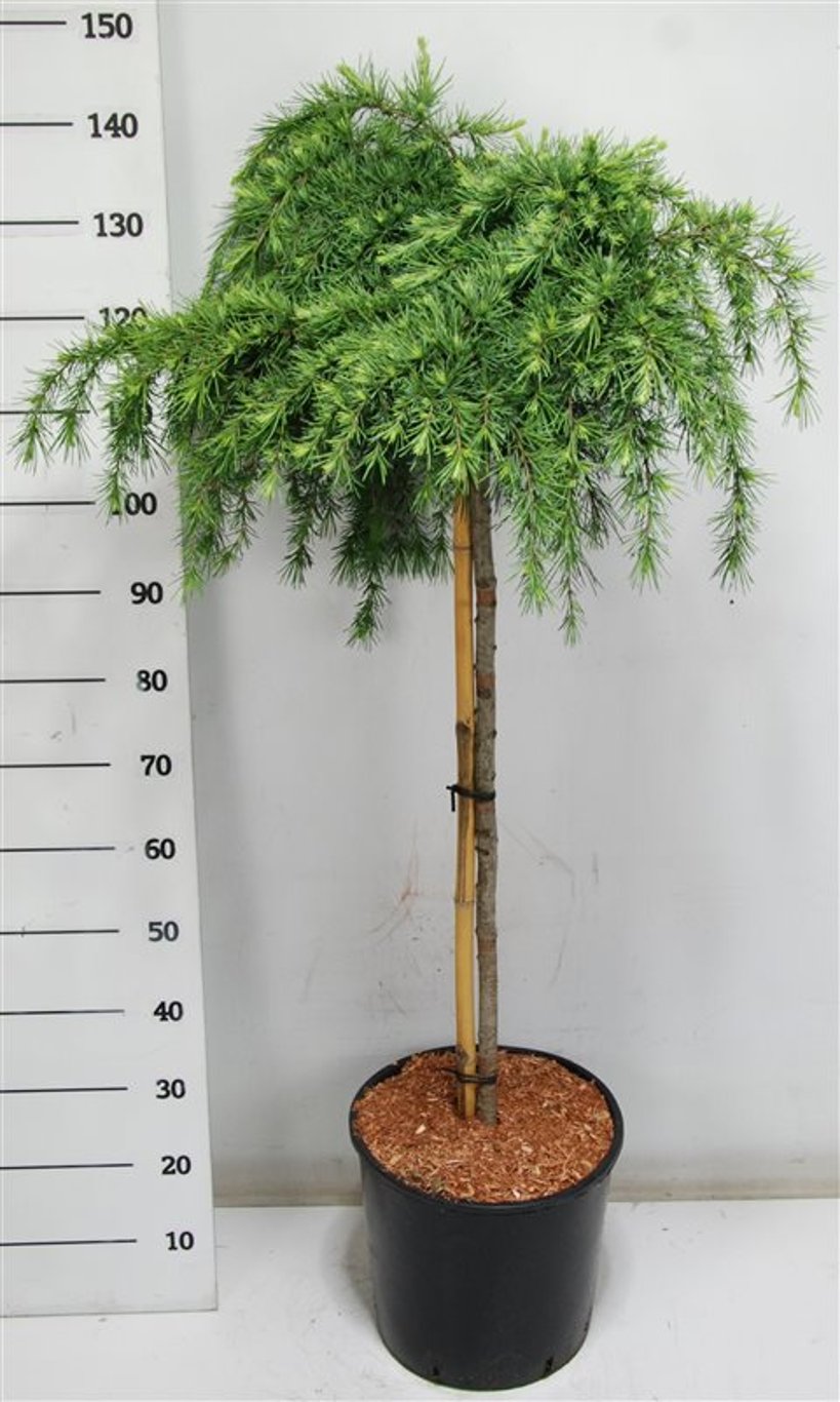 Himalayaceder – Cedrus deodara &