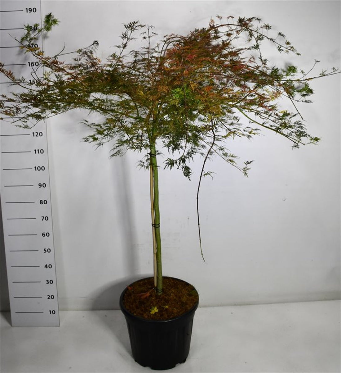 Japansk lönn – Acer palmatum &
