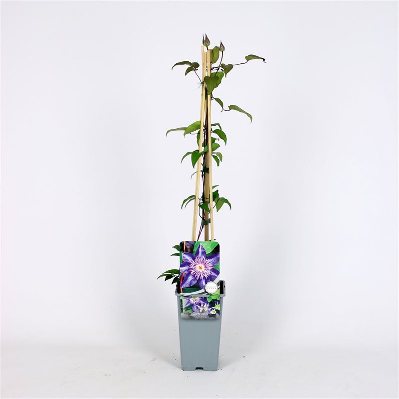 Klematis – Clematis 'Multi Blue' - C2 70/+ CM