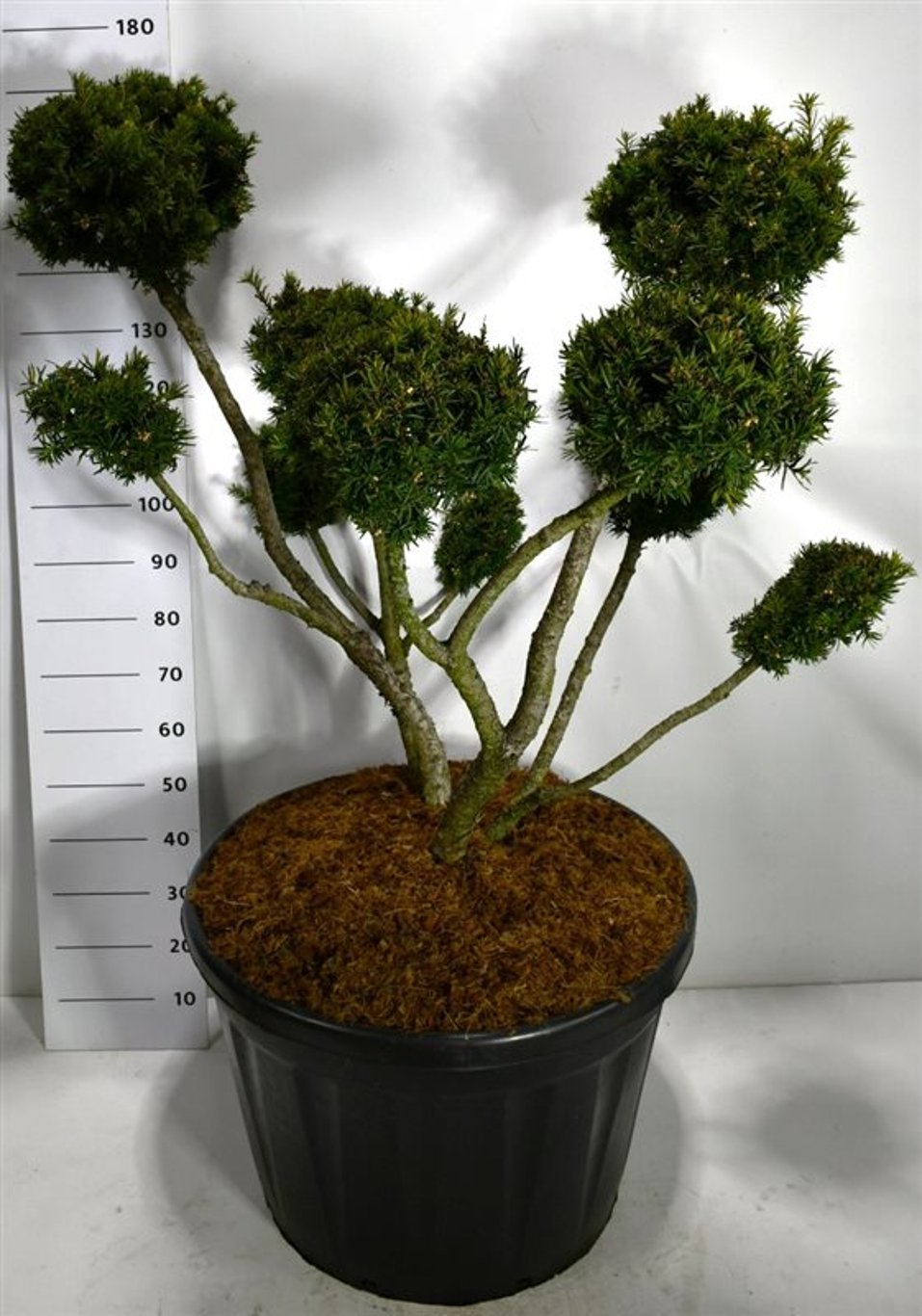 Hybrididegran – Taxus media &