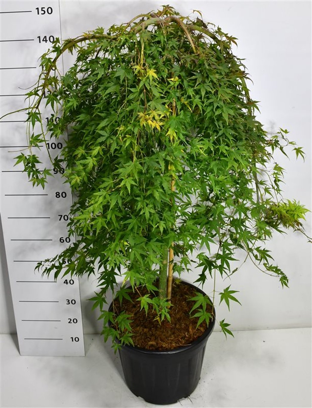 Japansk lönn – Acer palmatum &