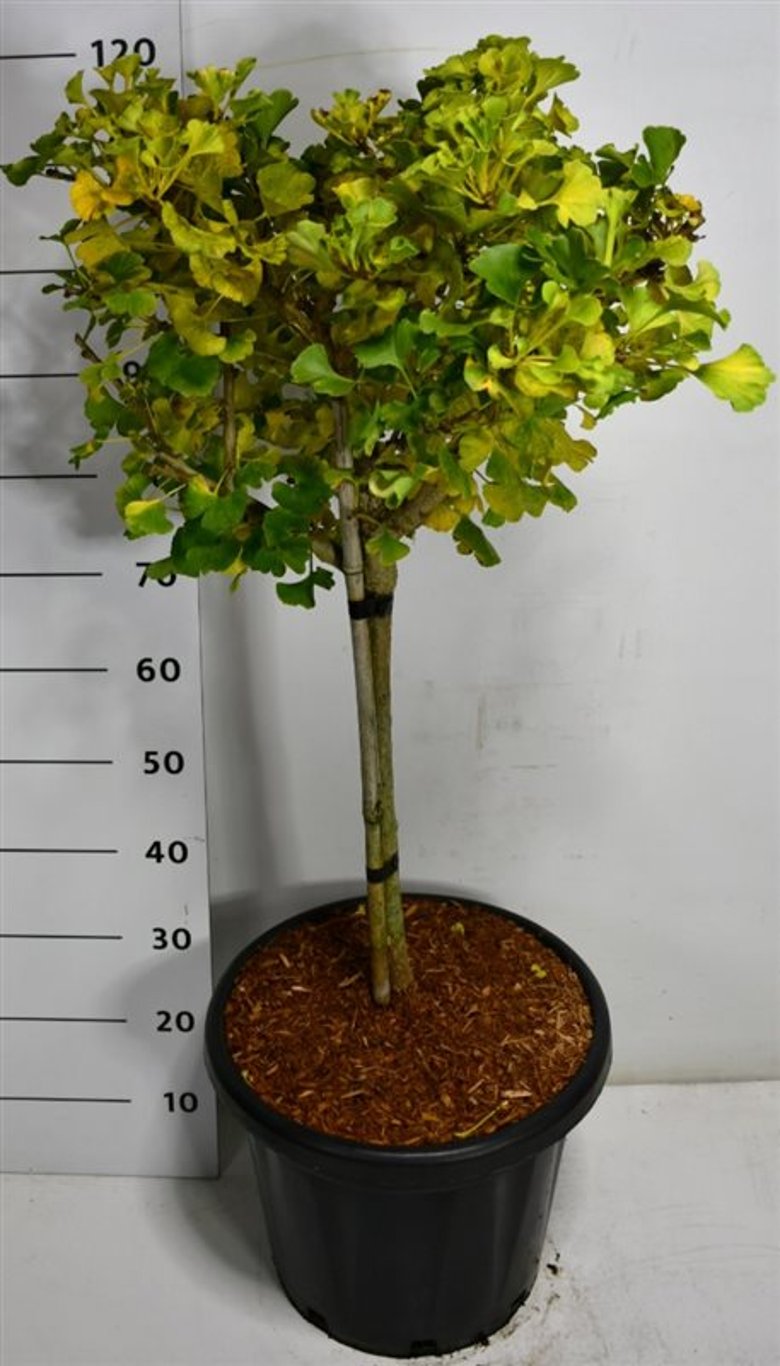 Tempelträd – Ginkgo biloba 'Mariken' - C25 40 cm. Stam