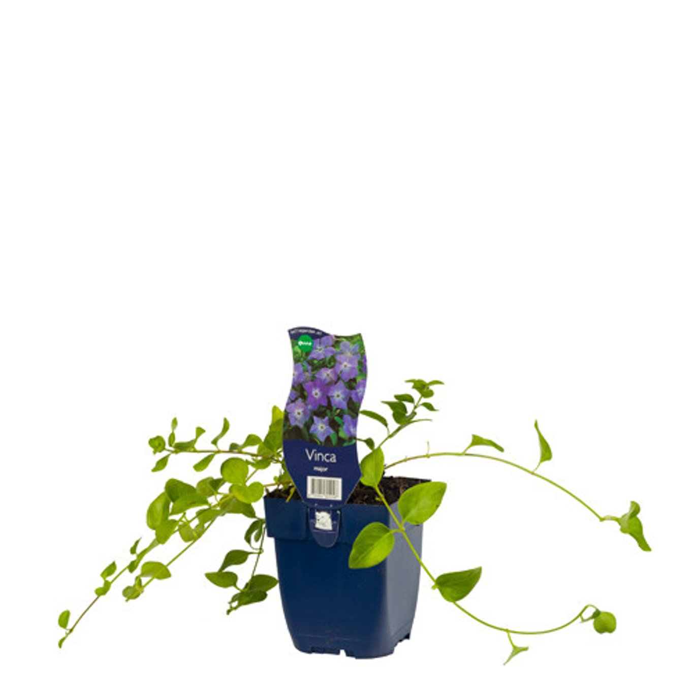 Större vintergröna – Vinca major - P11