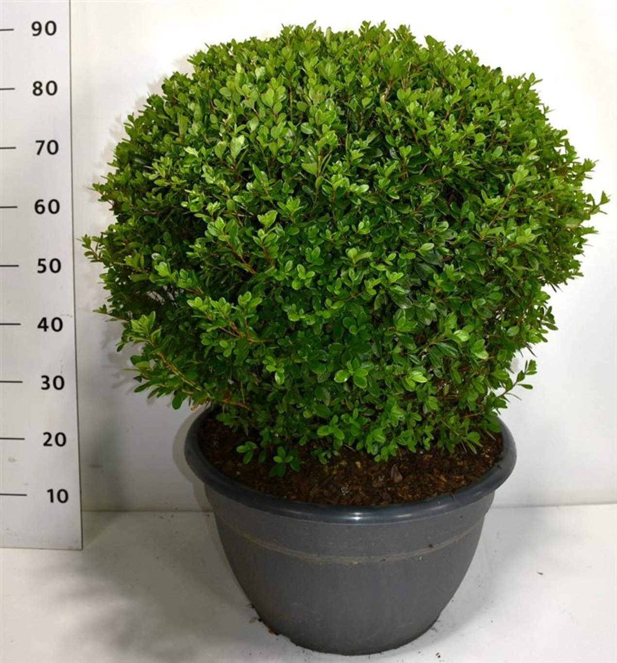 Rhododendron – Rhododendron 'F 14' - C35 60-70 cm. Bol