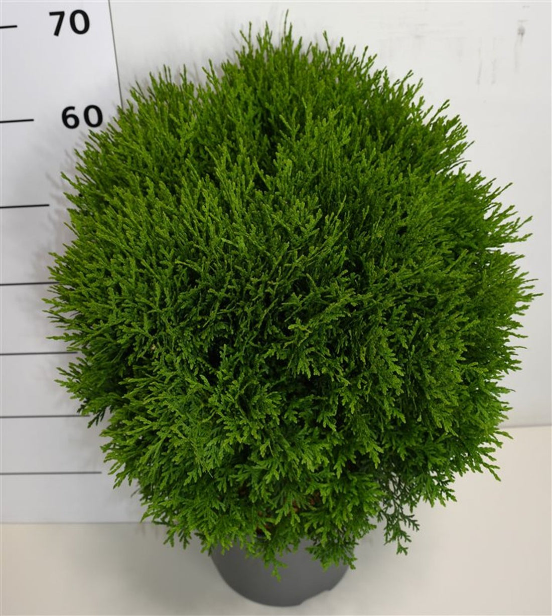 Thuja – Thuja occidentalis &