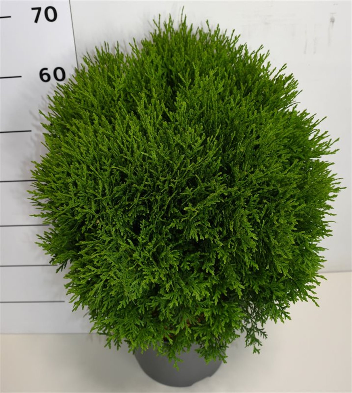 Thuja – Thuja occidentalis &