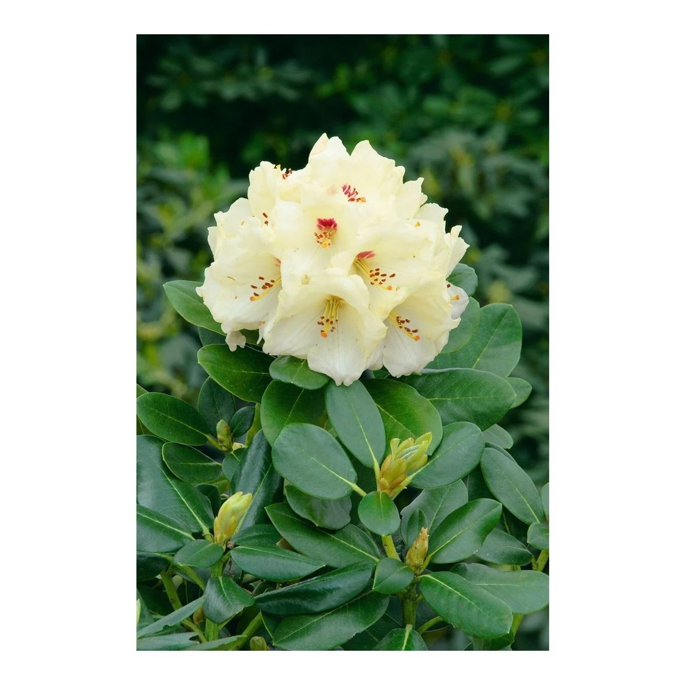 Rhododendron – Rhododendron 'Flava' - C5 30-40 CM