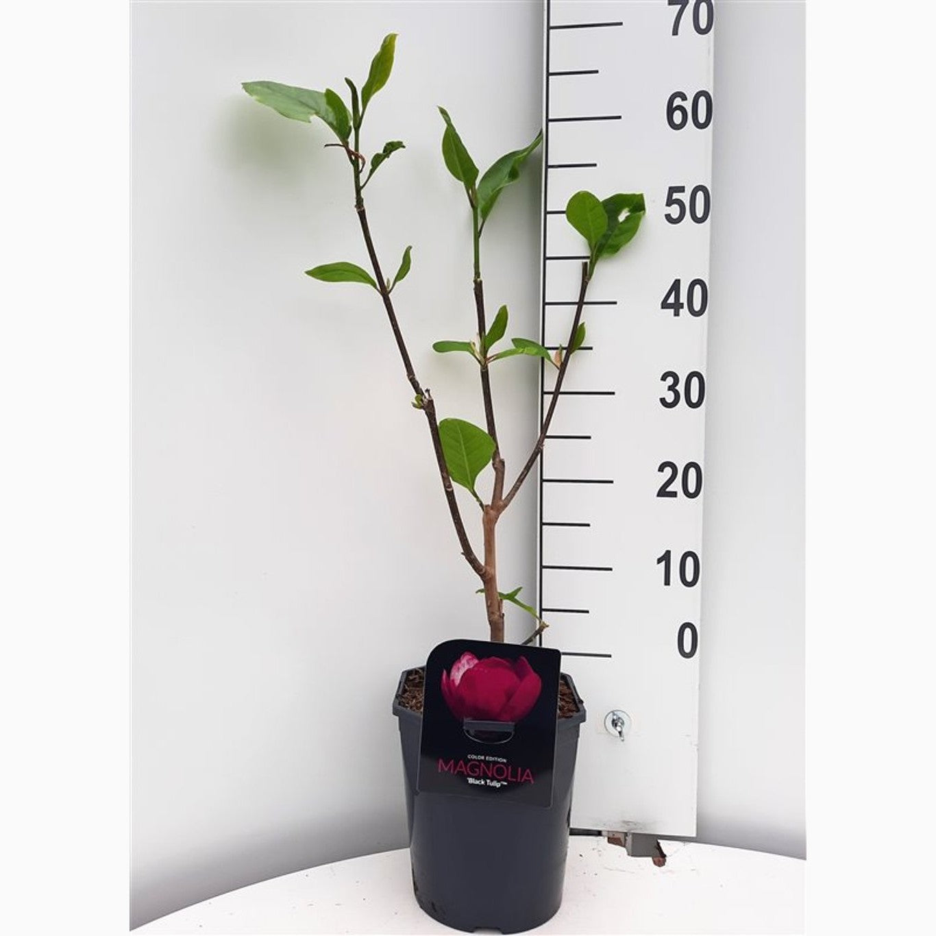 Magnolia – Magnolia 'Black Tulip' - C5 50-60 CM