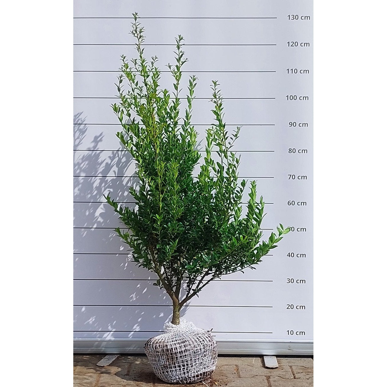 Järnek – Ilex maximowicziana kanehirae - 80-100 CM RB