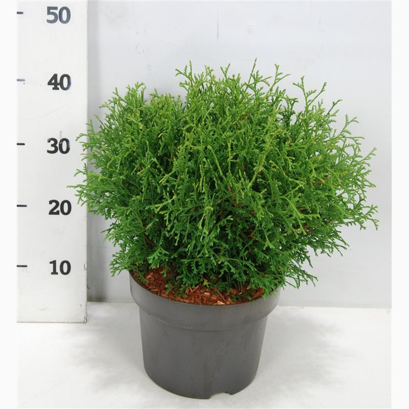 Thuja – Thuja occidentalis 'Tiny Tim' - C5 30-40 CM