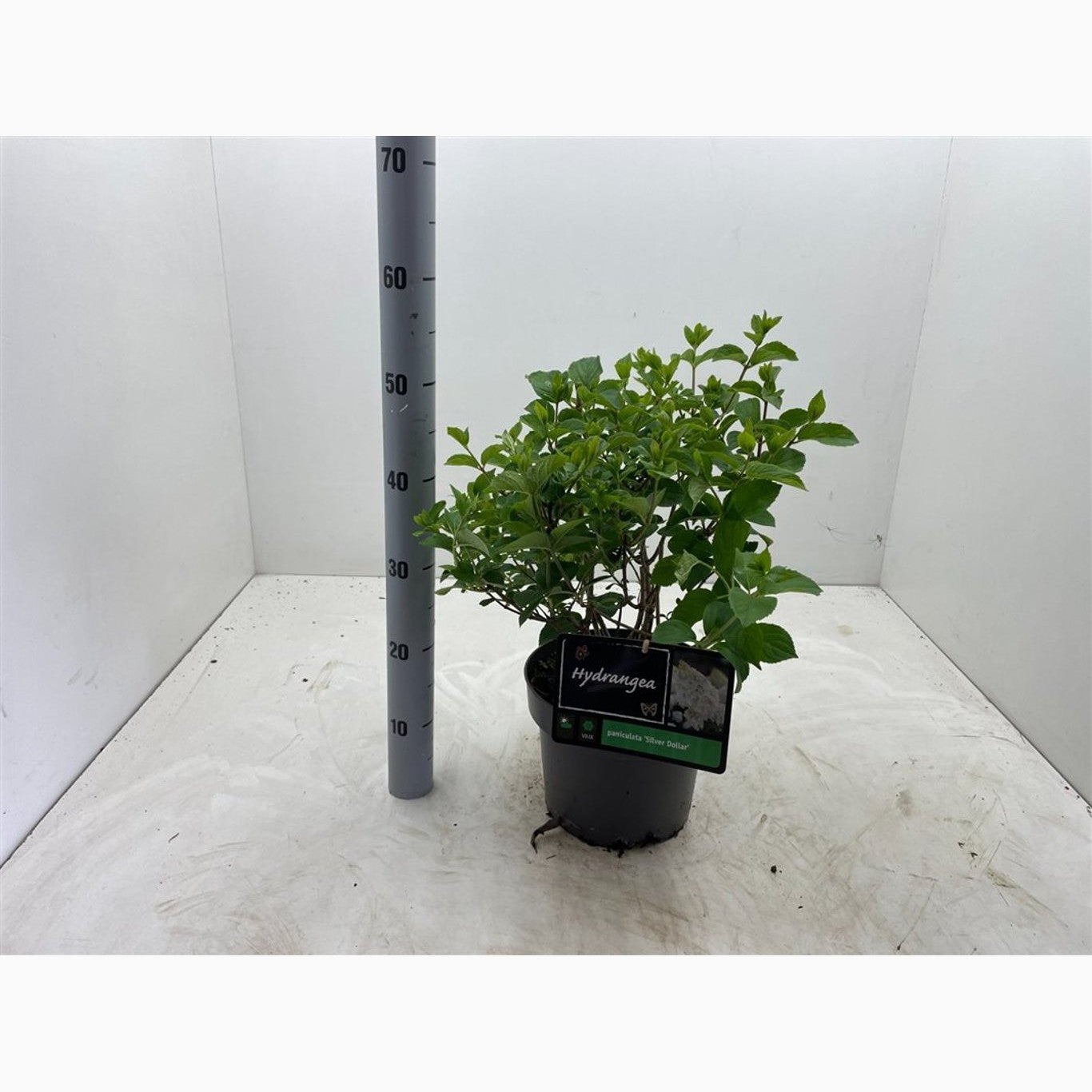 Syrenhortensia – Hydrangea paniculata 'Silver Dollar' - C5