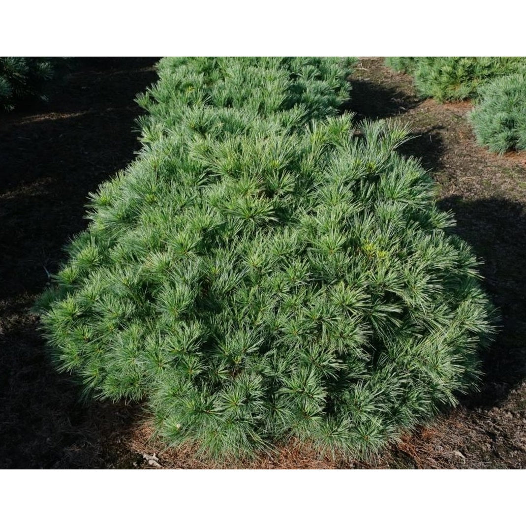 Weymouthtall – Pinus strobus 'Minima' - 80-100 CM WRB