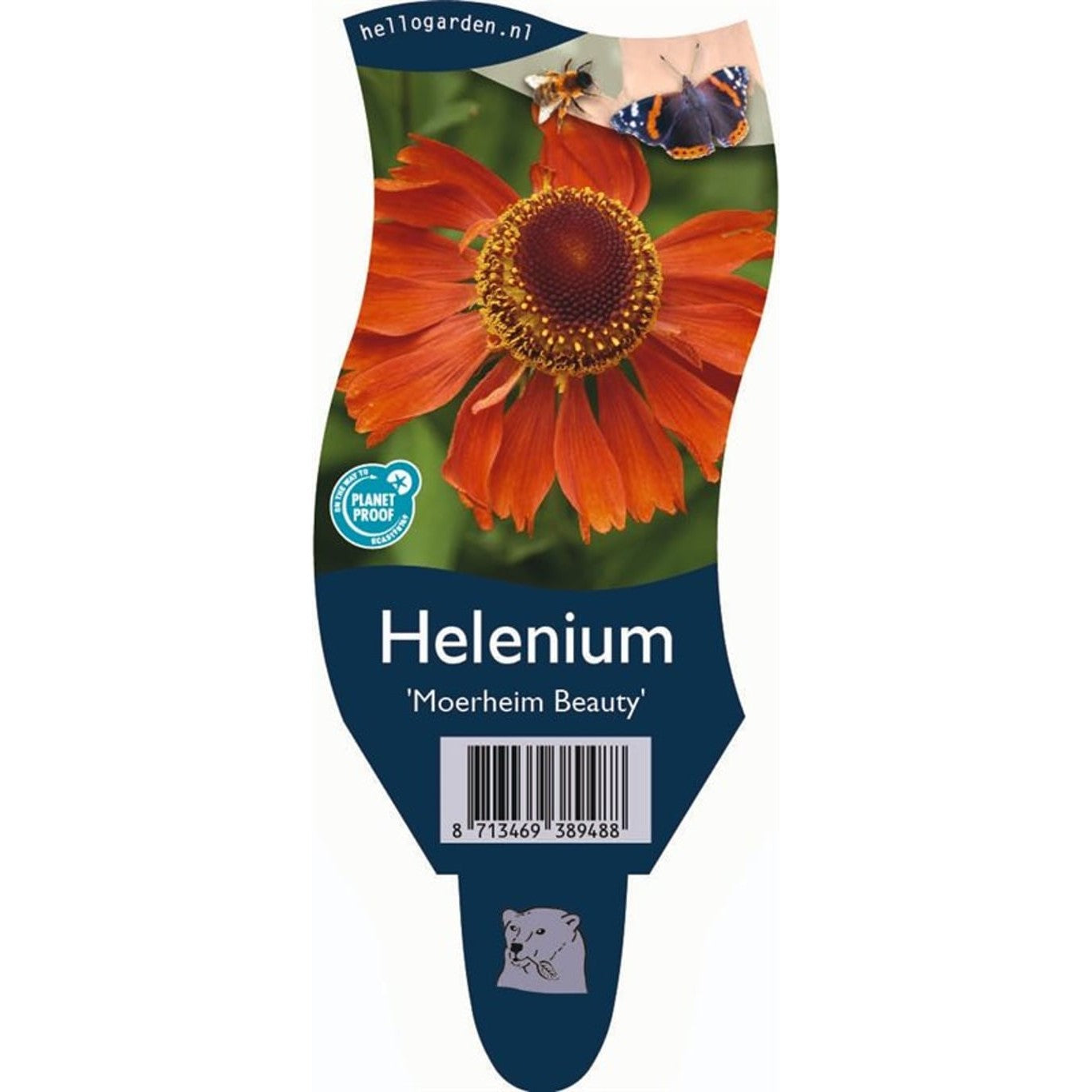 Solbrud – Helenium 'Moerheim Beauty' - P11