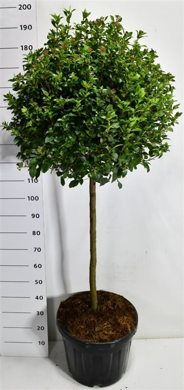 Städsegrönt olvon – Viburnum tinus &