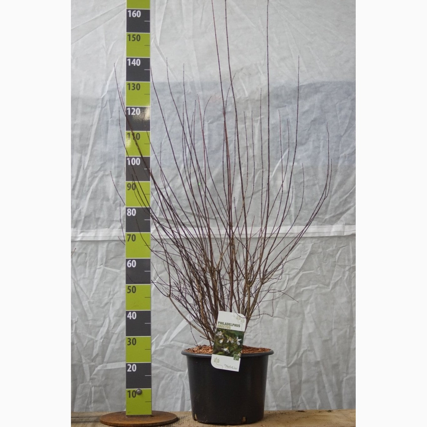 Schersmin – Philadelphus 'Erectus' - C20 125-150 CM