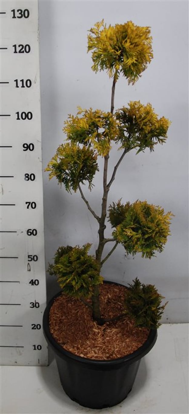 Thuja – Thuja occidentalis 'Yellow Ribbon' - C25 80-100 cm. Multibol