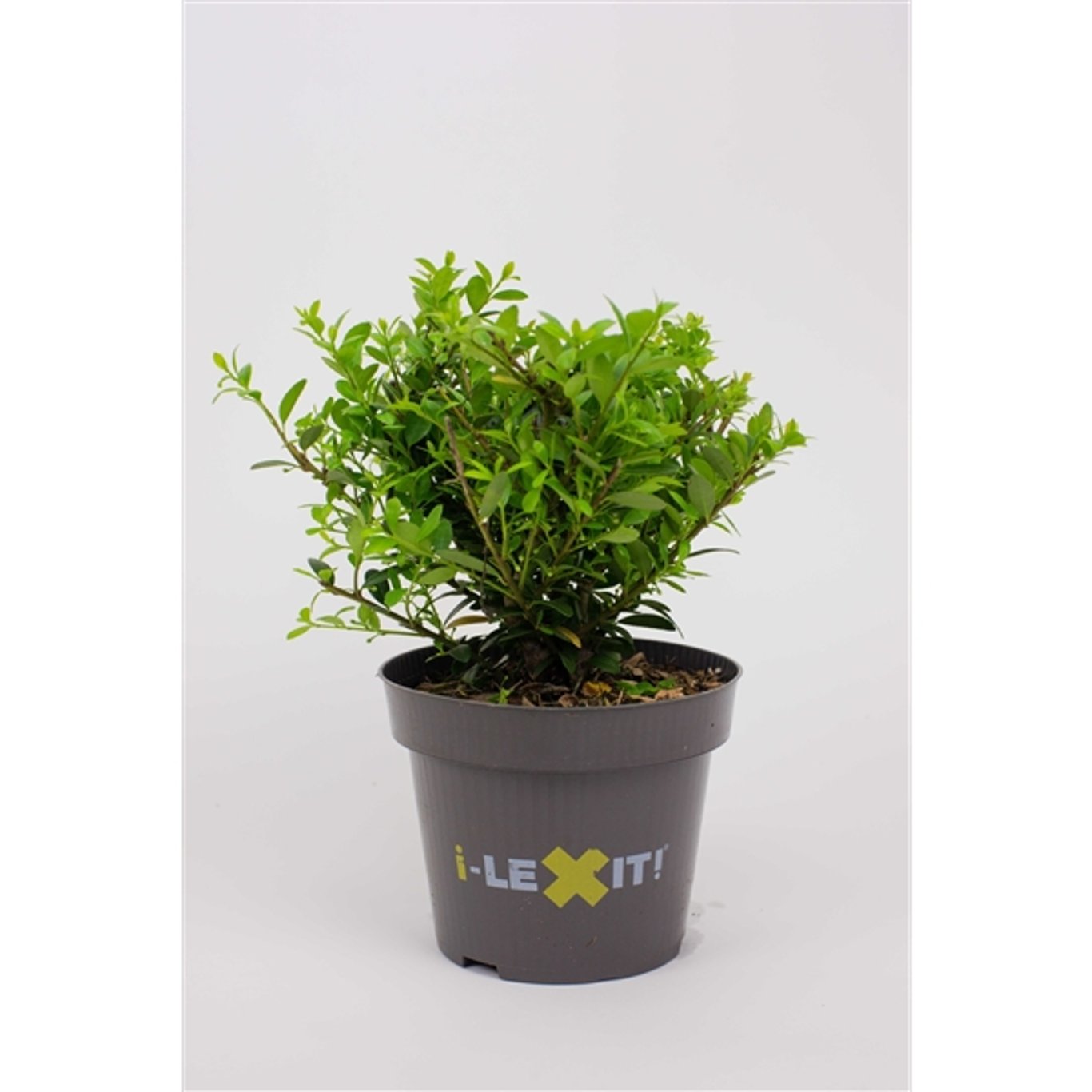 Japansk järnek – Ilex crenata 'Dark Green'® - C1 15-20 CM