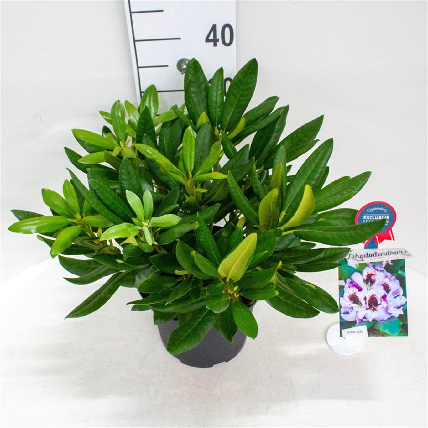 Rhododendron – Rhododendron 'Pinguin' - C20 60-70 CM