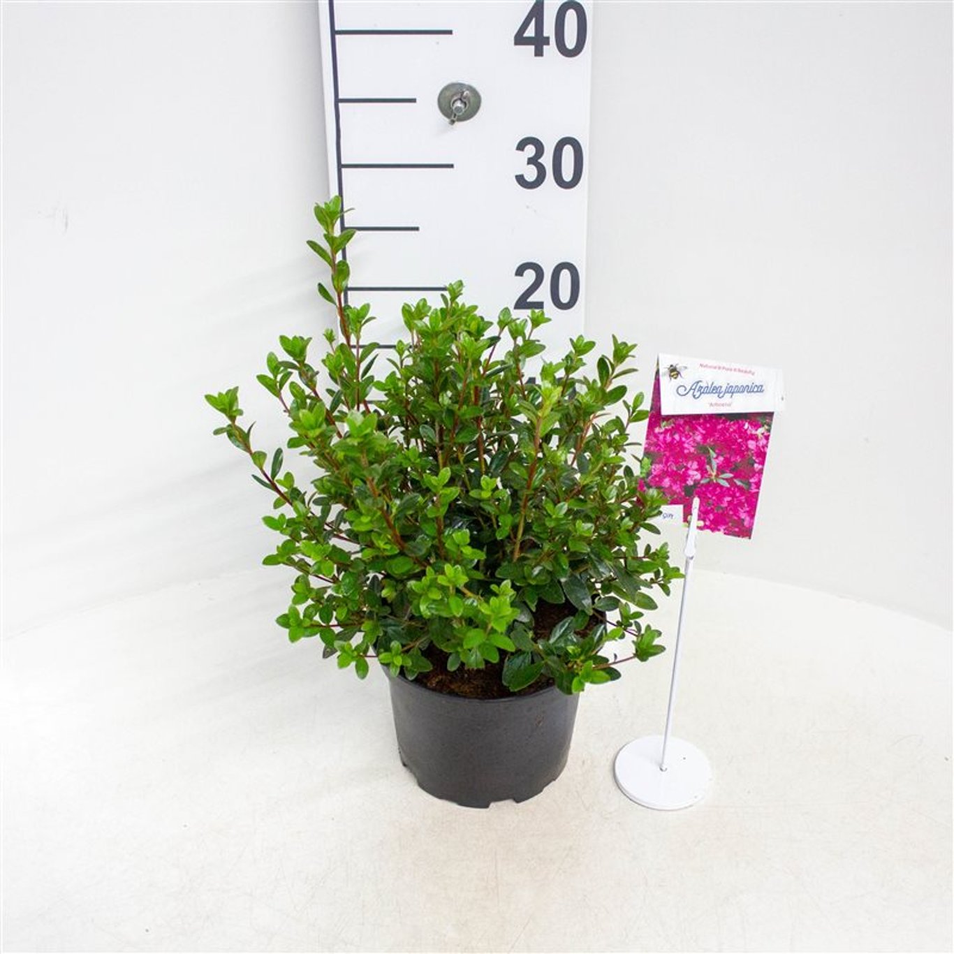 Rhododendron – Rhododendron (AJ); 'Amoena' - C2 20-25 CM