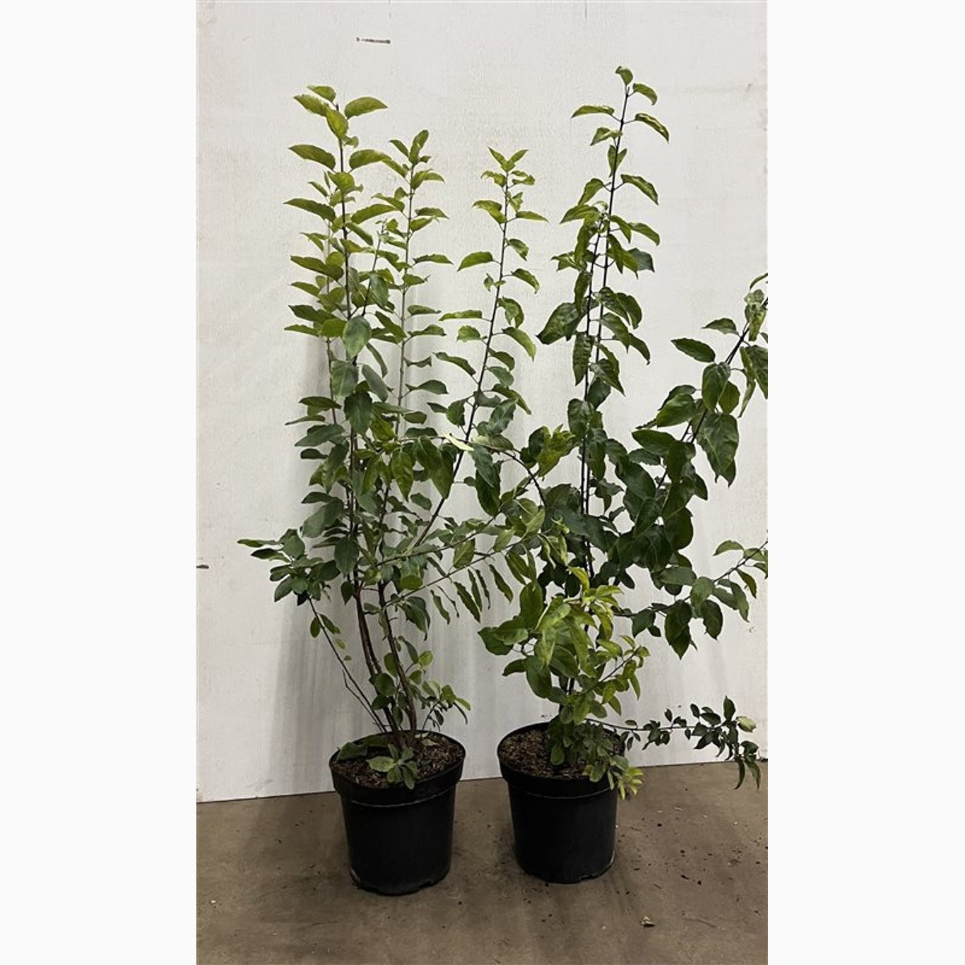 Brakved – Rhamnus cathartica - C7.5 80-100 CM