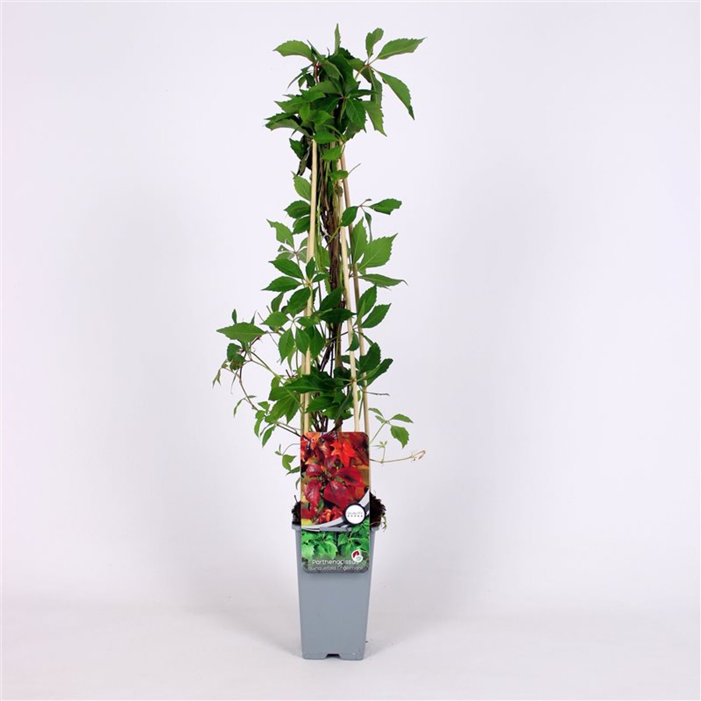 Klättervildvin – Parthenocissus quinquefolia engelmannii - C2 70/+ CM