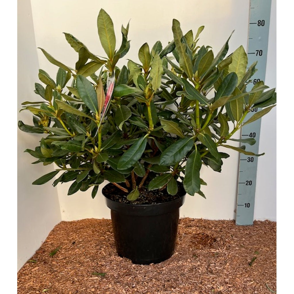 Rhododendron – Rhododendron 'Nova Zembla' - C12 60-70 CM