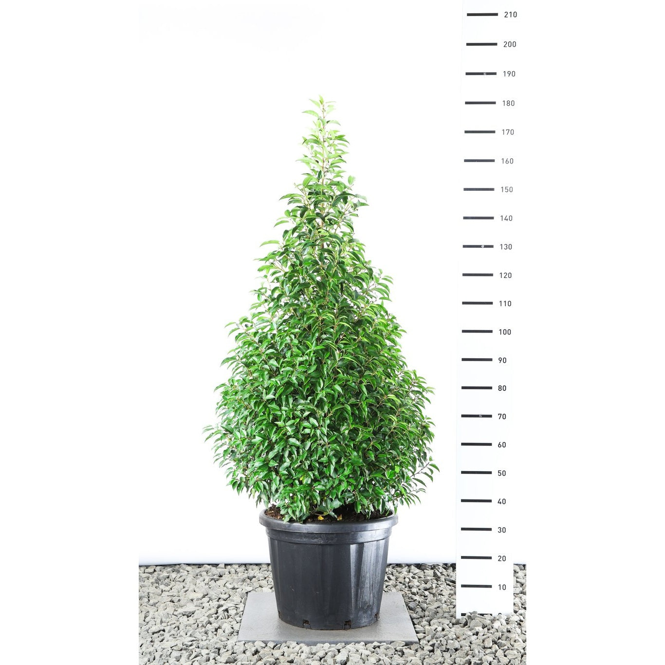 Lagerkörsbär – Prunus lusitanica 'Angustifolia' - 150-175 CM Piramide Cont.