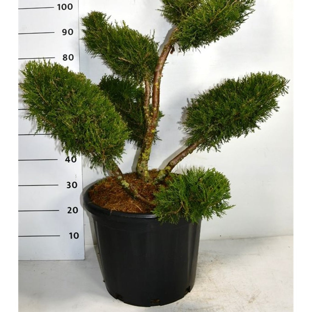 Kinesisk en – Juniperus chinensis 'Kuriwao Gold' - C35 80-100 cm. Multiplateau