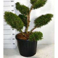 Kinesisk en – Juniperus chinensis 'Kuriwao Gold' - C35 80-100 cm. Multiplateau