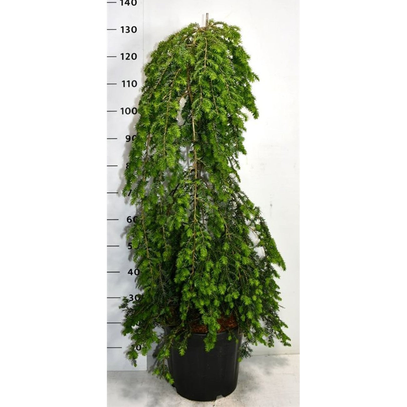 Hemlock – Tsuga canadensis 'Pendula' - C18 100-125 cm.