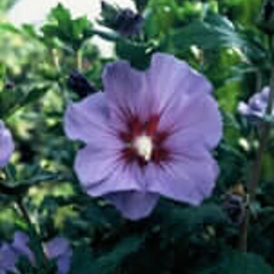 Hibiskus – Hibiscus syriacus 'Marina' - 120 CM Stem C10