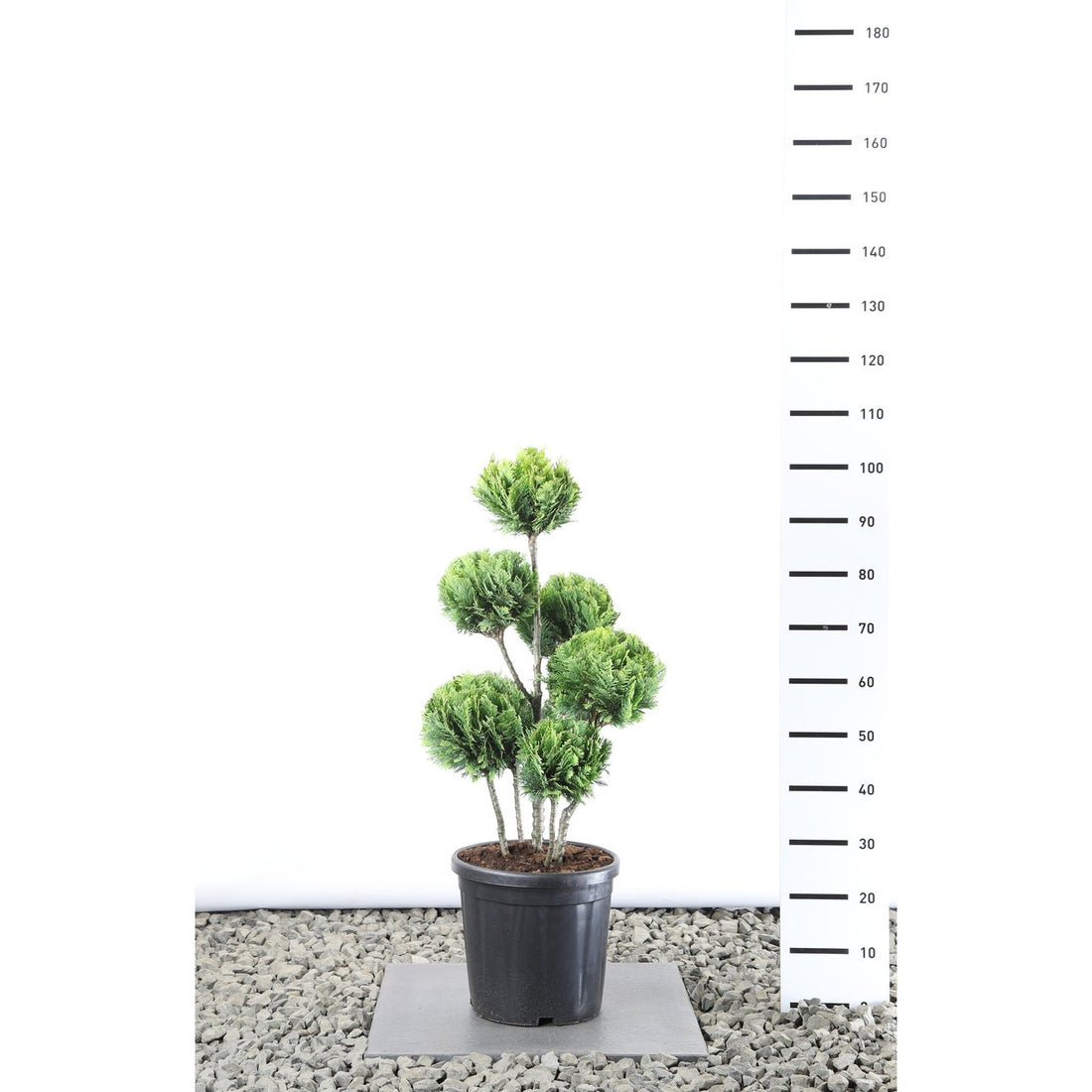 Ädelcypress – Chamaecyparis lawsoniana &