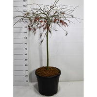Japansk lönn – Acer palmatum 'Tamukeyama' - C35 70 cm. Stam