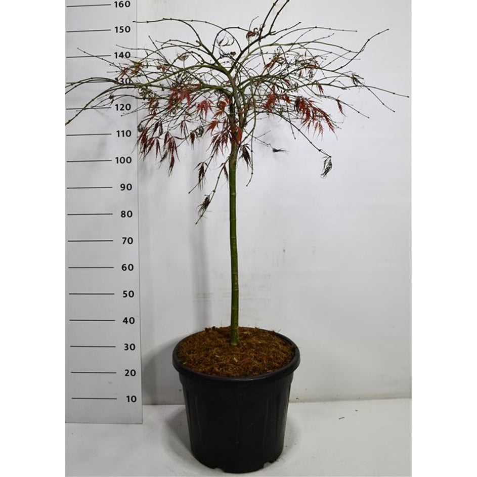 Japansk lönn – Acer palmatum 'Tamukeyama' - C35 70 cm. Stam