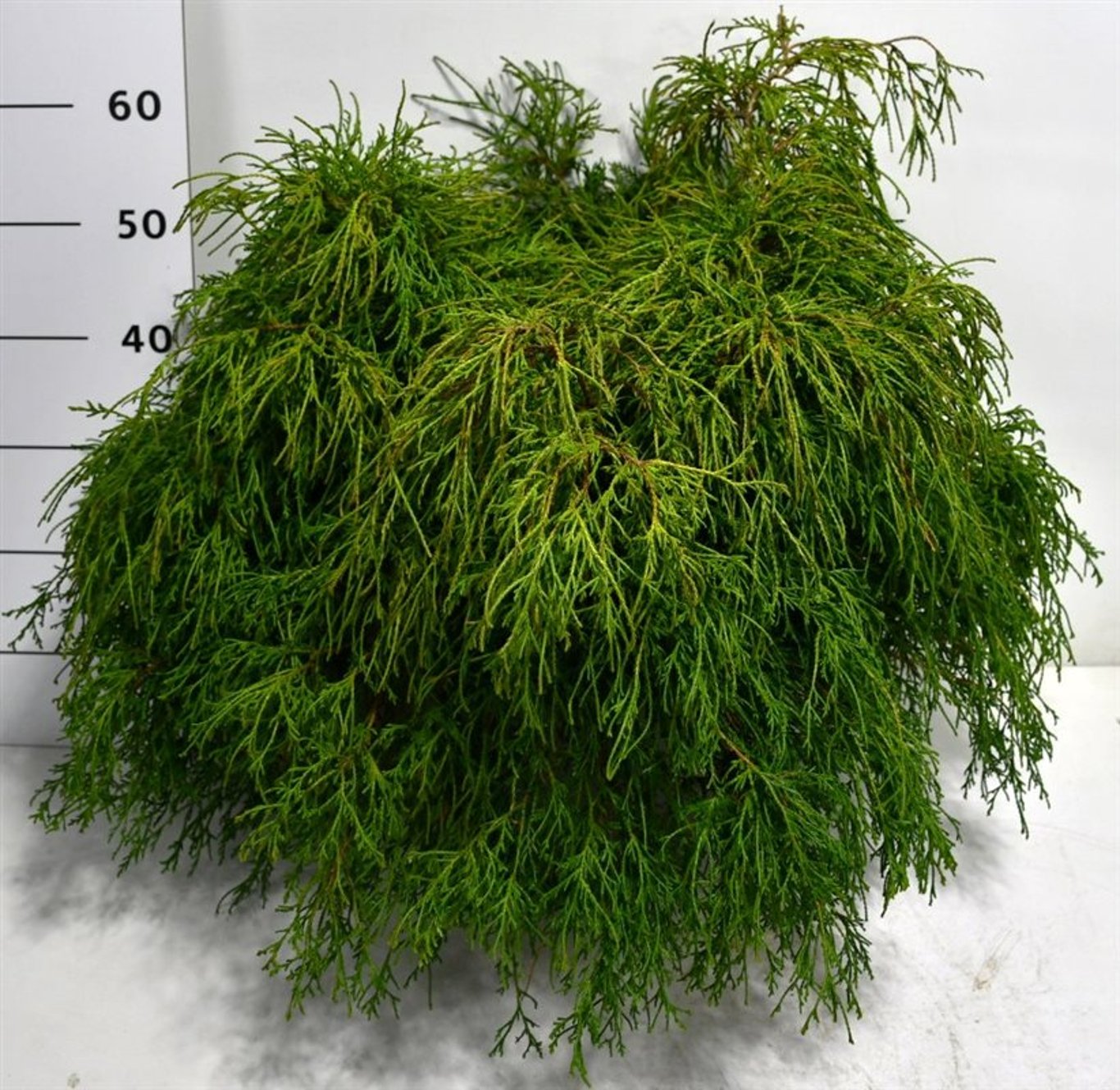 Ädelcypress – Chamaecyparis pisifera 'Filifera Nana' - C12 50-60 cm.