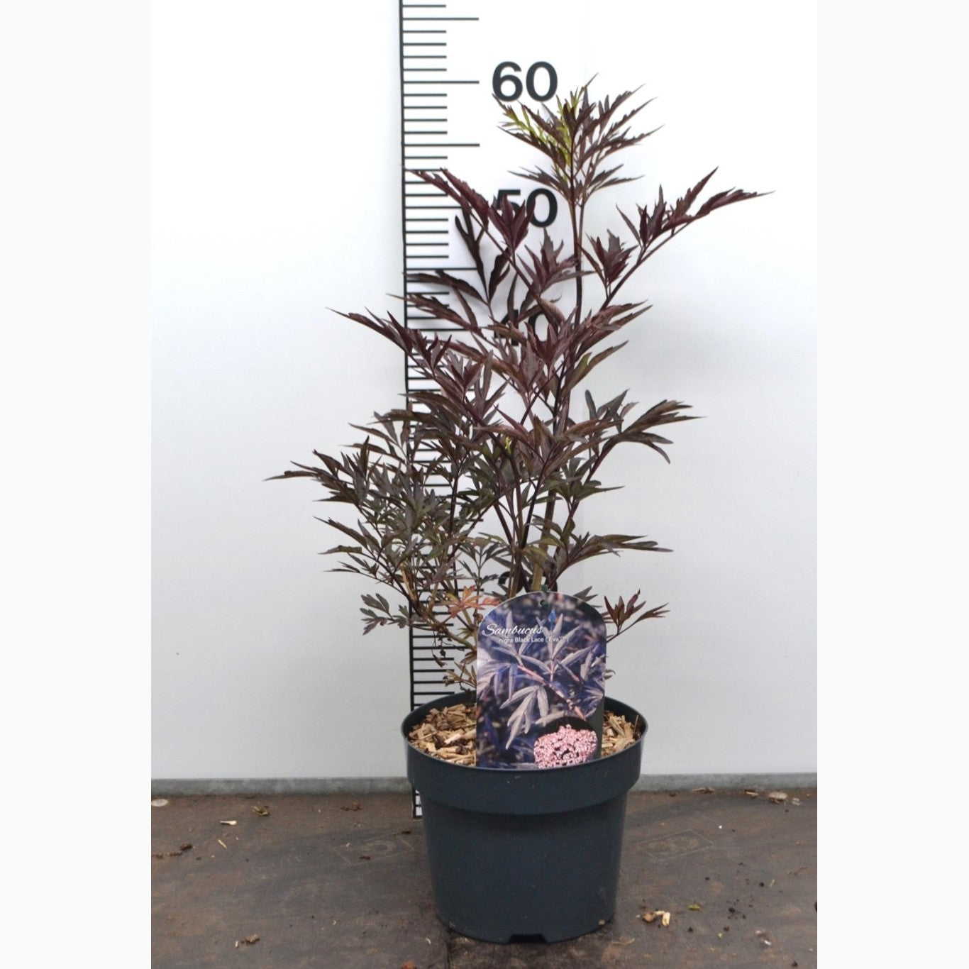 Fläder – Sambucus nigra 'Black Lace'® - C3 20-40 CM