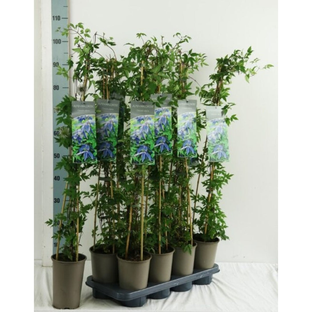 Klematis – Clematis alpina - C2 60-80 CM Stick