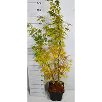 Japansk lönn – Acer palmatum 'Sangokaku' - C15 125-150 cm.