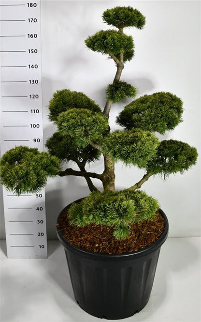 Bergtall – Pinus mugo mugo - C130 100-125 cm. Bonsai