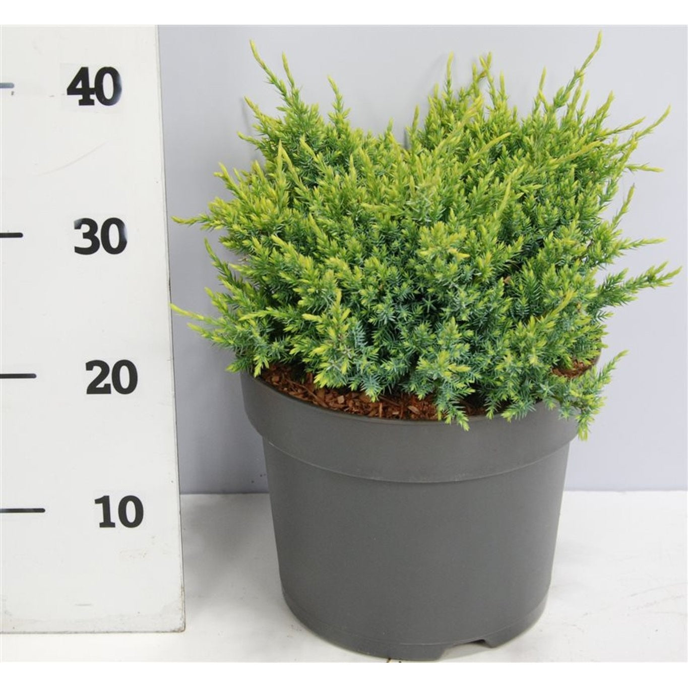 Himalaya-en – Juniperus squamata 'Holger' - C7.5 30-40 cm.