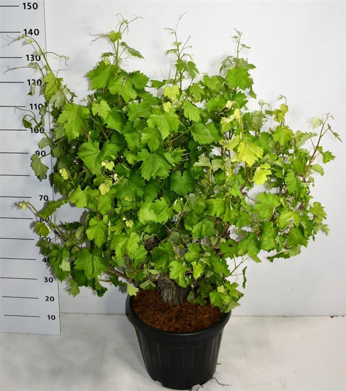 Vinranka – Vitis vinifera - C35 Bonsai