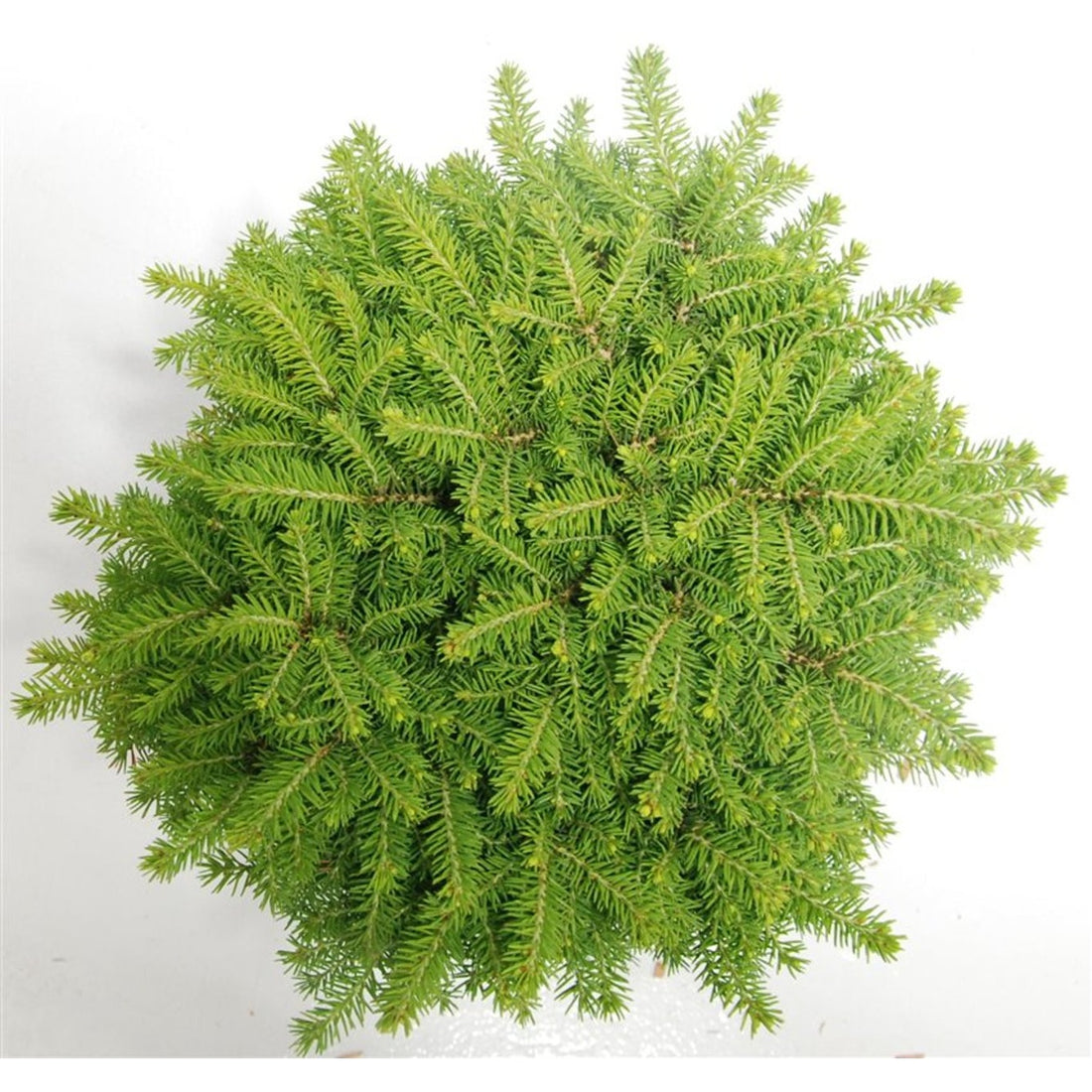 Gran – Picea abies &