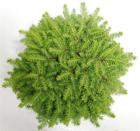 Gran – Picea abies 'Little Gem' - C5 30-40 cm.