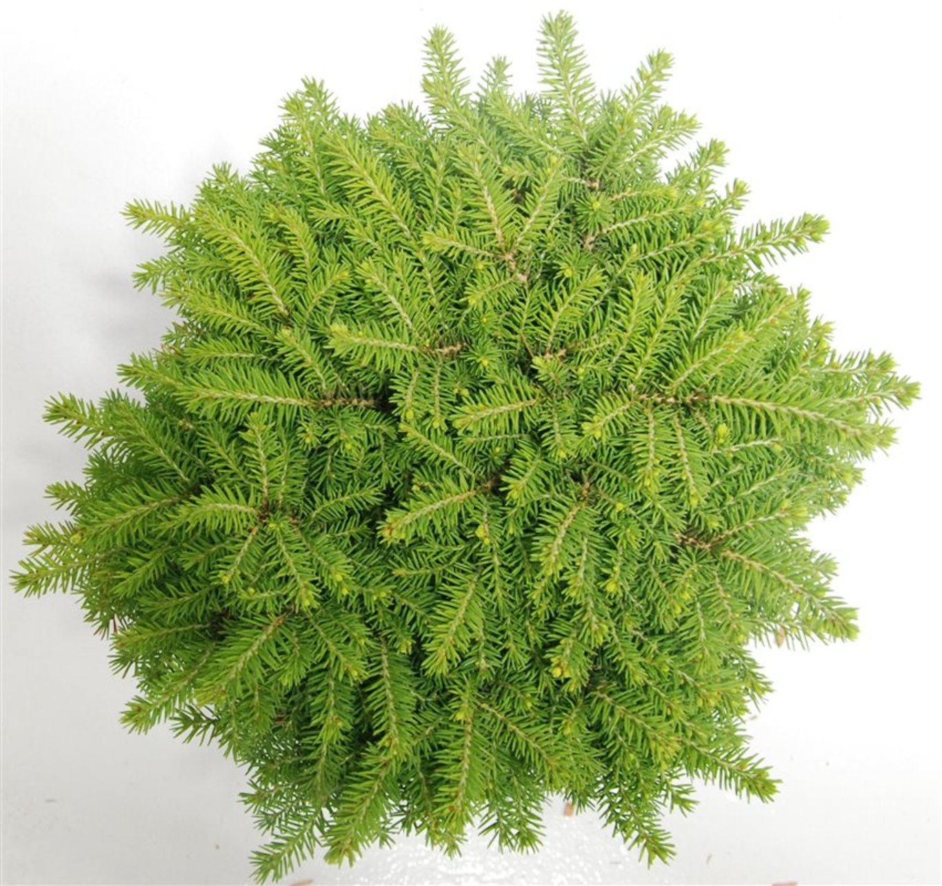 Gran – Picea abies 'Little Gem' - C5 30-40 cm.