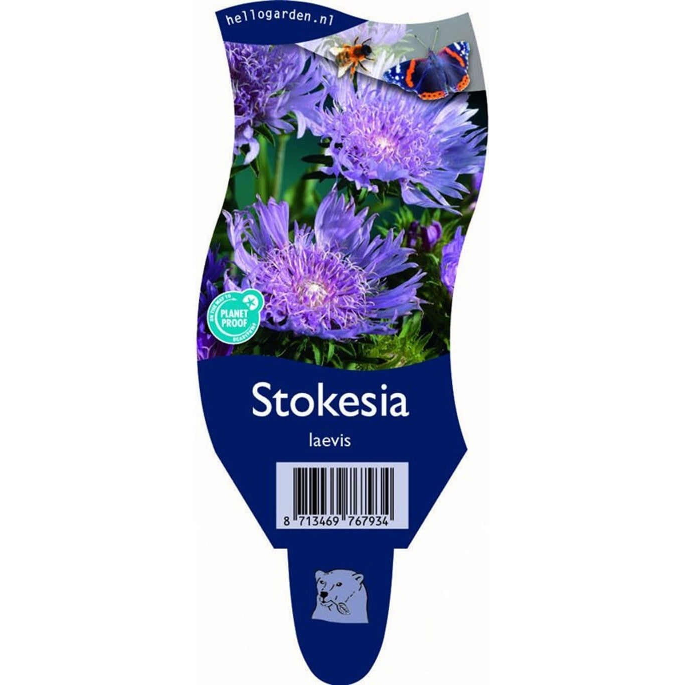 Präriestjärnblomma – Stokesia laevis 'Alba' - P11